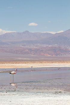 Flamingo's op de zoutvlakte