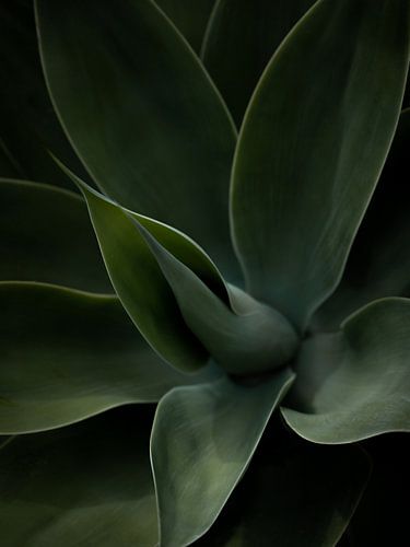 Succulentes