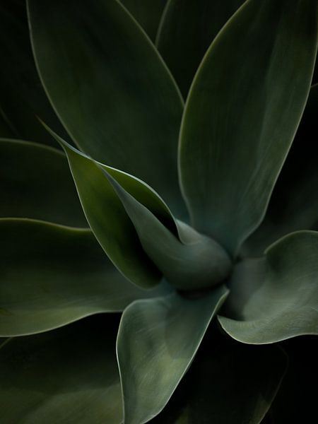 Succulentes par Inge van Tilburg