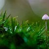 mini paddestoel in het bos. van Arthur Bruinen