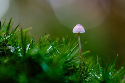 mini paddestoel in het bos.