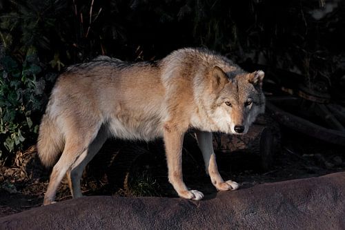 Een she-wolf vrouwtje prachtig verlicht door de ondergaande zon, een beest in profiel.