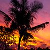 Palmboom bij zonsondergang van road to aloha