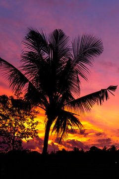Palm tree at sunset by road to aloha