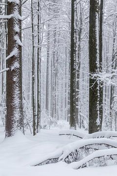 Winter in het Beierse Woud van Dirk Rüter