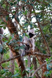 Sri Lankan monkey plays hide-and-seek by Jeffrey de Ligt
