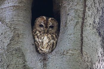 The Tawny Owl