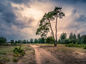 Baum entlang des Sandweges Aekingerzand von Kok and Kok Miniaturansicht