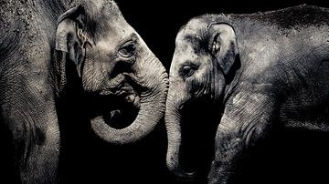 Elefantenbegegnung von Eltern und Kalb schwarz-weiß von Rutger Haspers