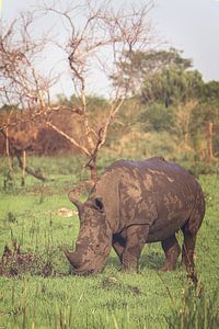 Rhinocéros blanc broutant paisiblement