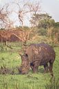 White rhinoceros grazing peacefully by Geke Woudstra thumbnail