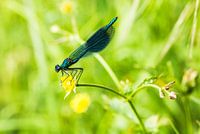Blaue Prachtlibelle