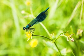 Blaue Prachtlibelle by Fernand Reiter