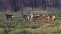 Deer