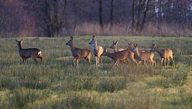 Deer by Jordi Posthuma Fotografie