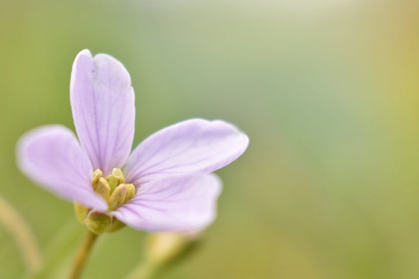 Pfingstblume von Shutterbalance