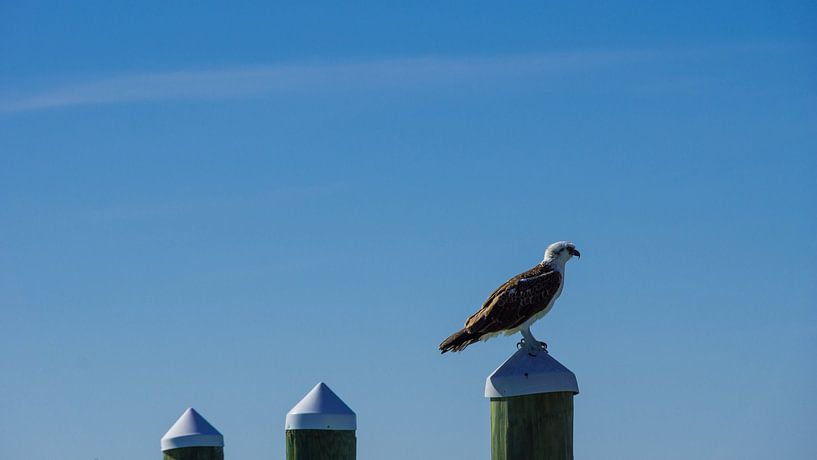 USA, Florida, Majestic bird of prey, Fish eagle standing on a spile by adventure-photos