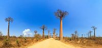 Baobab panorama