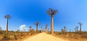 Baobab panorama