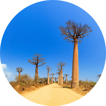 Baobab panorama van Dennis van de Water
