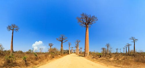 Baobab panorama