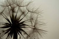 Fluff