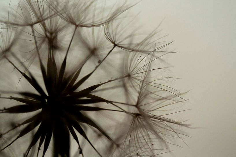 Fluff by Andrea de Leeuw
