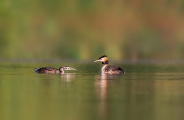 great crested grebe family at feeding on a pond sur Mario Plechaty Photography