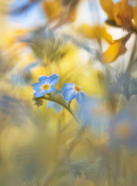 don't forget me by Remco loeffen