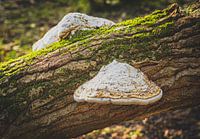 Atmospheric tundra mushroom