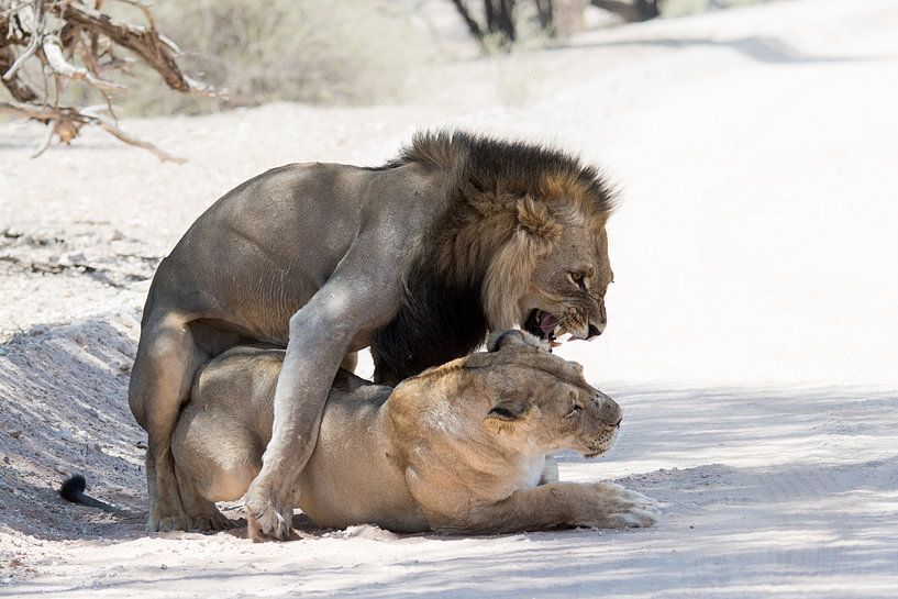 Parende leeuwen in de Kgalagadi van Felix Sedney