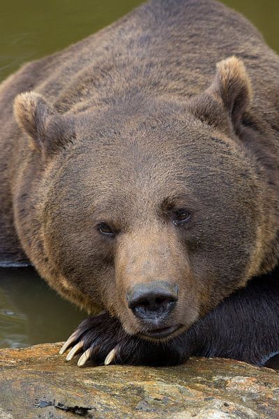 Portret van een Bruine beer in het Bayerischer Wald. van Rob Christiaans
