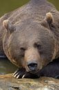 Portret van een Bruine beer in het Bayerischer Wald. van Rob Christiaans thumbnail