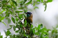 Amazonemotmot op tak