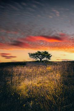 Sonnenuntergang über einer Kifer alleine in einer Landschaft von Fotos by Jan Wehnert