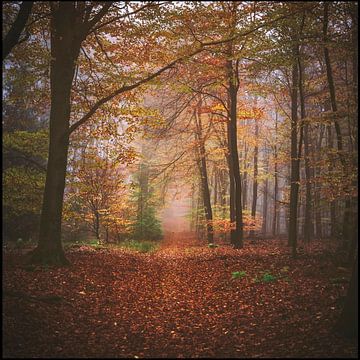 Promenade dans la forêt sur Joost Lagerweij