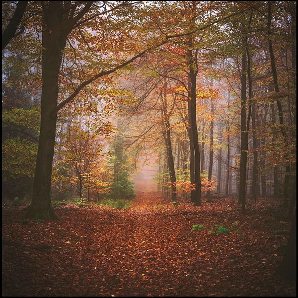 Promenade dans la forêt par Joost Lagerweij