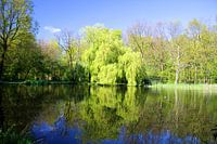 Fresh Green