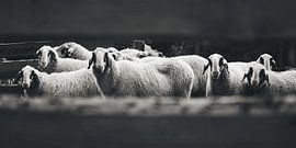 Sheep's-eye by MijuKasi