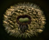 Paardenbloem