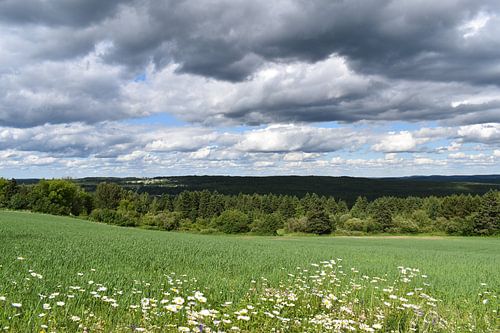 Een haverveld in de zomer