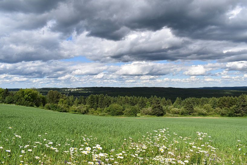 Ein Haferfeld im Sommer von Claude Laprise