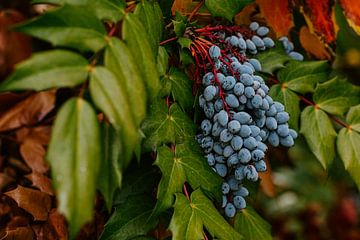 grün und blau von Huib Vintges