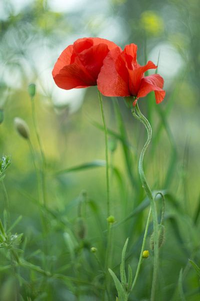 Entwined by Marianne Henstra
