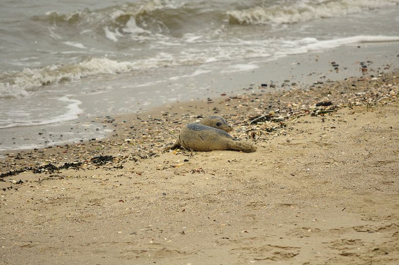 Ein kleiner Seehund am Strand von Philipp Klassen