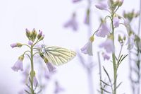 Between wings and blossom
