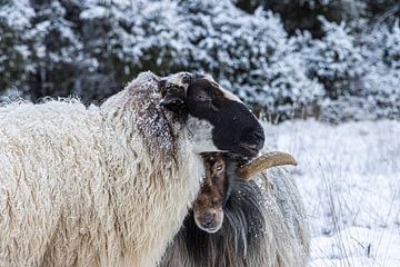 Koppel schapen