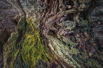 oude rivierboom van Eugene Winthagen