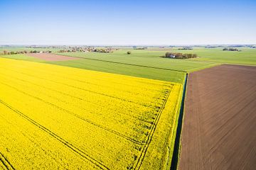 Rapeseed in Groningen by Droninger