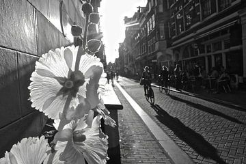 Amsterdam Malva en fiets van Marianna Pobedimova